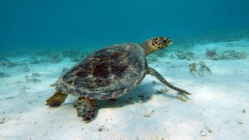  hawksbill turtle - eretmochelys imbricata.