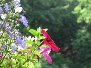 Close-up of red flower blooming on tree