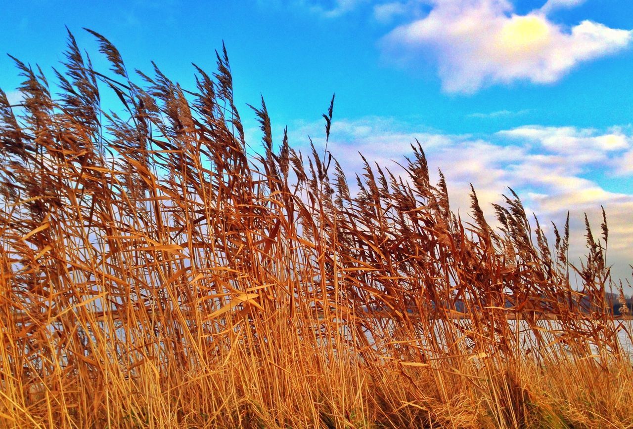 sky, field, growth, tranquility, rural scene, agriculture, nature, plant, tranquil scene, dry, crop, landscape, grass, farm, beauty in nature, scenics, blue, cereal plant, cloud, growing