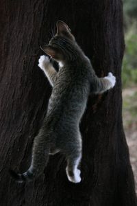 Cat on tree trunk