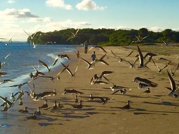 View of birds on shore