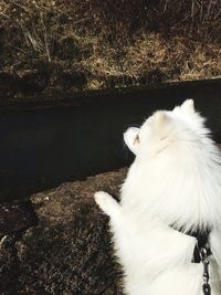 Close-up of white sitting outdoors