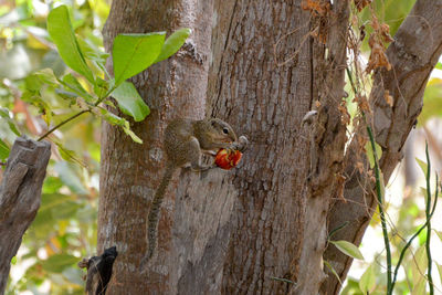Close-up of squirrel perching on tree trunk