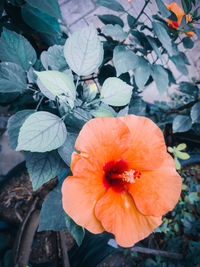 Close-up of orange flowering plant