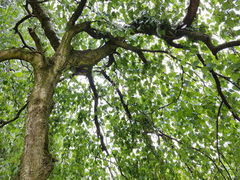 Low angle view of trees in forest