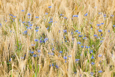 Close-up of wheat field