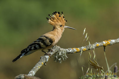 Close-up of bird perching on branch