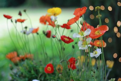 Close-up of red flowers blooming in field