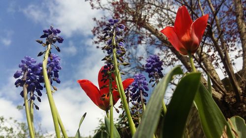 Low angle view of red flowers blooming against sky