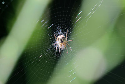 Close-up of spider web