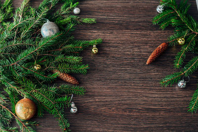 High angle view of plant on table