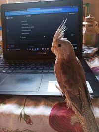 Close-up of a bird