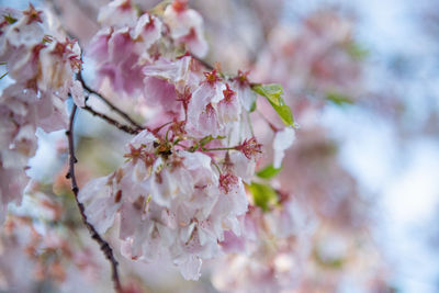 Close-up of cherry blossom