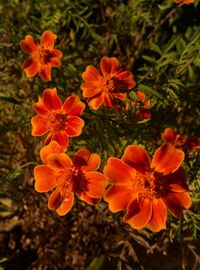 Close-up of orange flowering plants