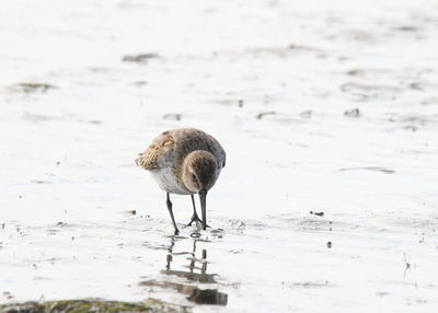 View of a bird on beach