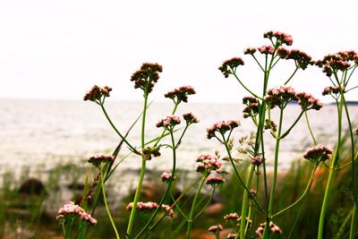 Close-up of flowering plants on field against sky