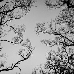 Low angle view of bare trees against clear sky