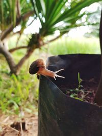 Close-up of mushroom growing on tree