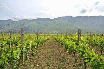 Scenic view of vineyard against sky