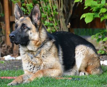 Dog in field