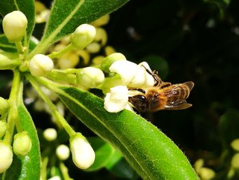 Close-up of bee perching on flower