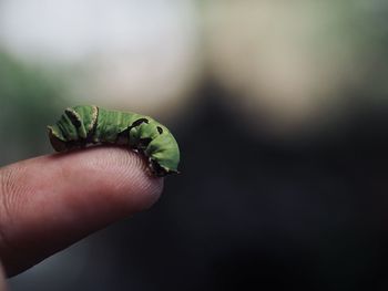 Close-up of hand holding leaf