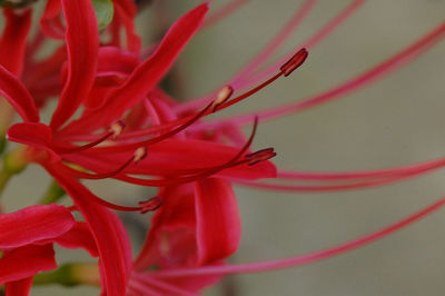 Close-up of pink flowers growing outdoors