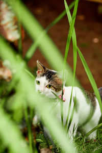 Close-up of squirrel on grass