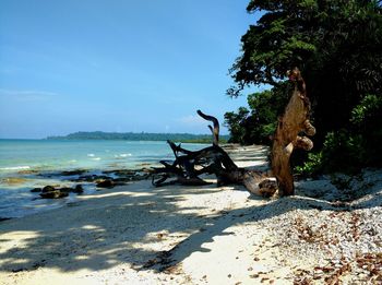 Trees on beach against sky