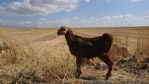 View of a horse on field