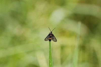 Close-up of butterfly