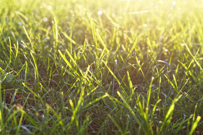 Close-up of grass growing in field