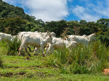 Horses in a field