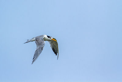 Low angle view of bird flying