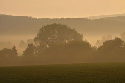 Trees on field against sky during sunset