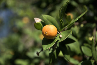 Close-up of fruits on tree