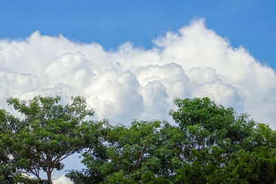 Low angle view of trees against sky