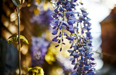 Golden light on a purple flower