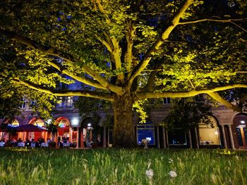 Trees on grassy field