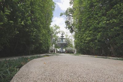 Street amidst trees and plants in city