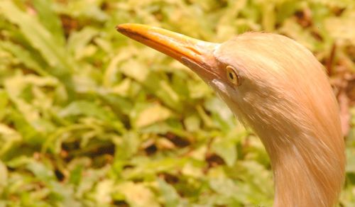 Close-up of a bird