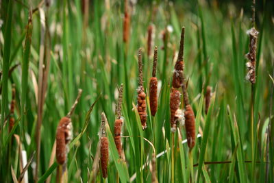 Close-up of plants growing on land