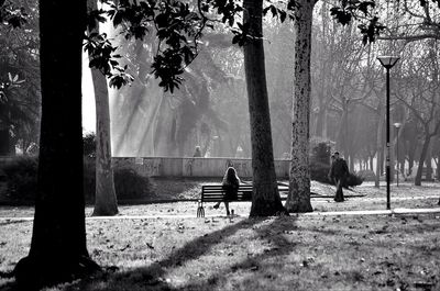 Trees in park