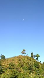 Low angle view of tree against clear blue sky