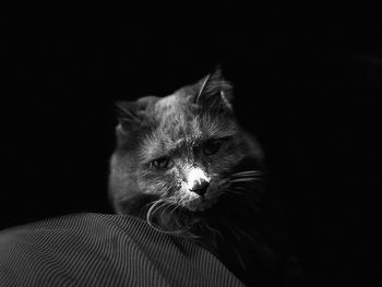 Close-up of a cat looking away