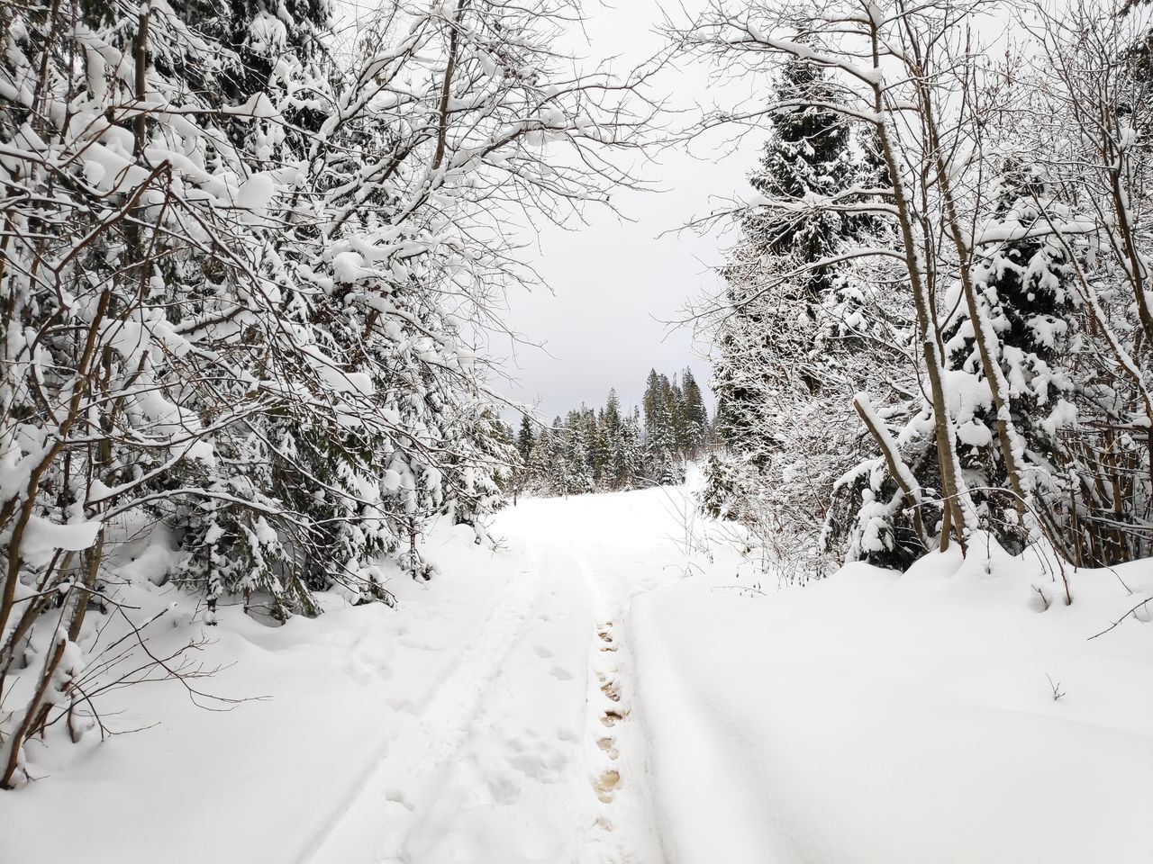 snow, cold temperature, winter, tree, plant, the way forward, covering, direction, beauty in nature, nature, white color, tranquility, tranquil scene, no people, scenics - nature, road, land, frozen, day, outdoors, diminishing perspective, extreme weather, snowcapped mountain