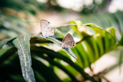 Butterfly on a plant