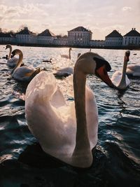 Swan in lake against sky