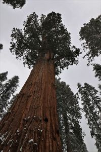 Low angle view of tree against sky