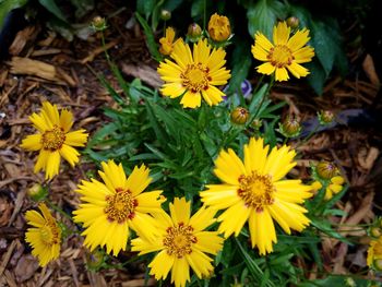 Close-up of yellow flowers blooming outdoors